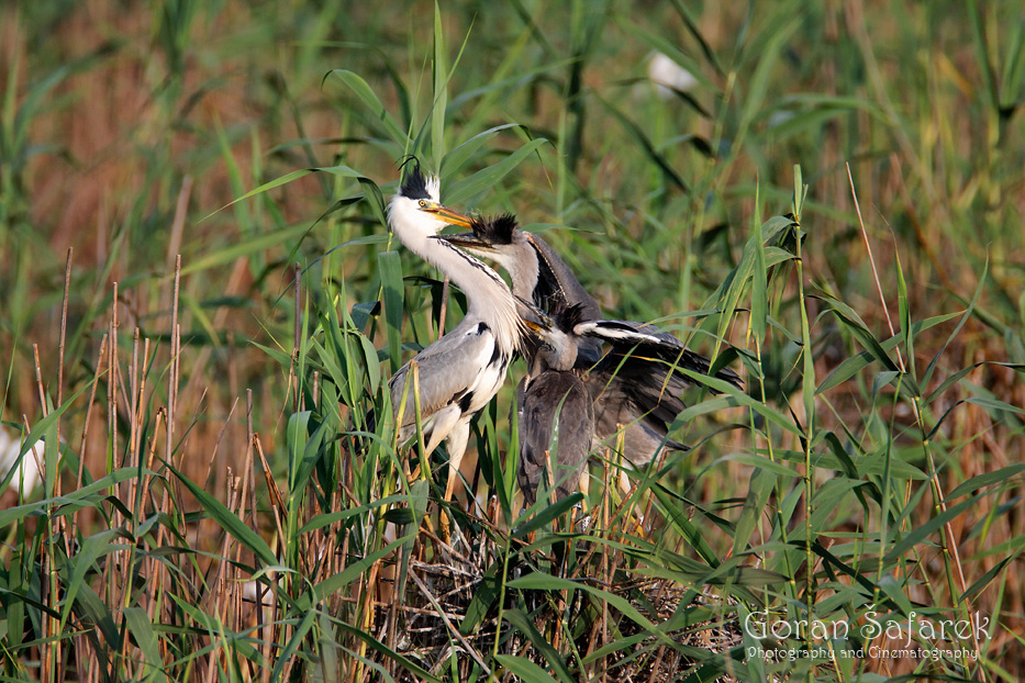 croatia, lonjsko polje, sava, zagreb, river, marsh, heron, nest