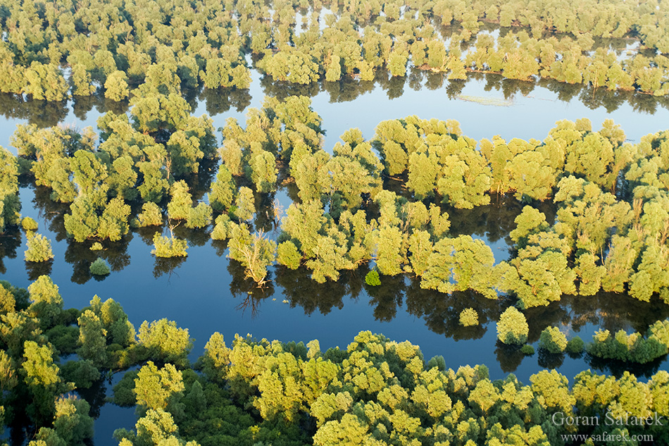 kopački rit, floodplain, danube, Osijek, baranja