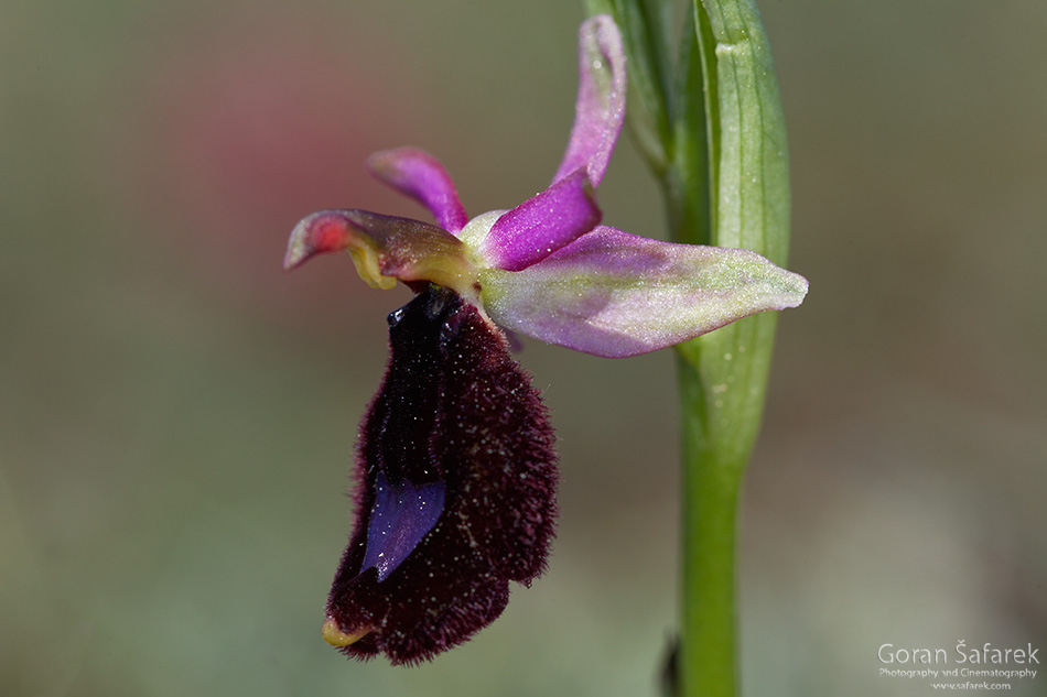 istra, kamenjak, coast, adriatic, sea, orchid