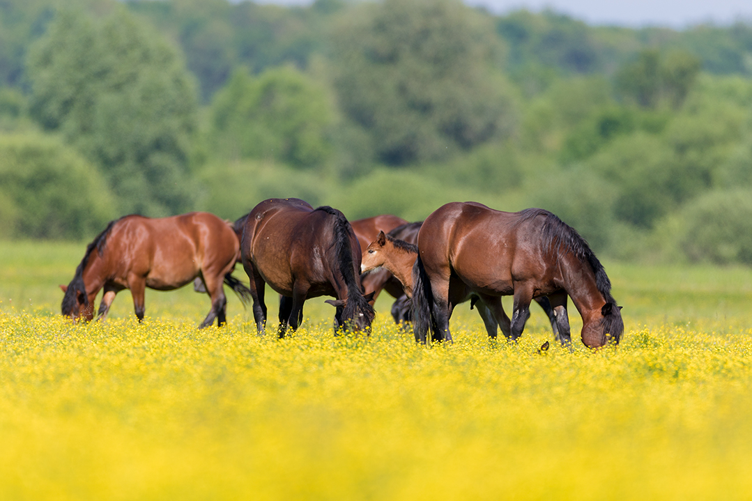 lonjsko polje, sava, zagreb, river, marsh, nature, horses, pasture