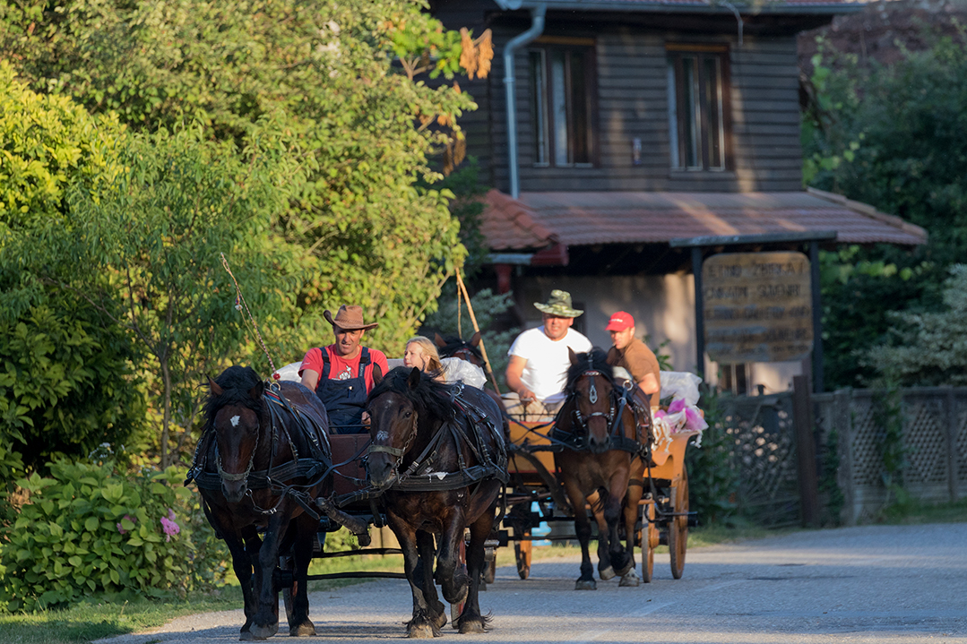 croatia, lonjsko polje, sava, zagreb, river, marsh, cariage, horse, village