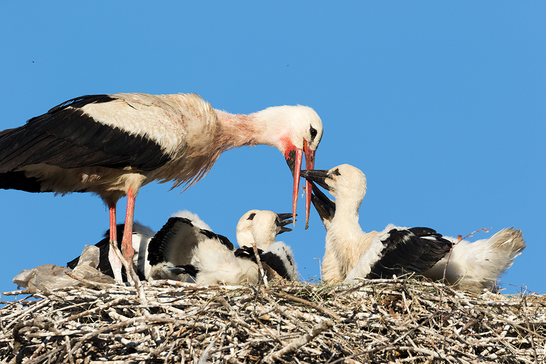 croatia, lonjsko polje, sava, zagreb, river, marsh, nature, white stork