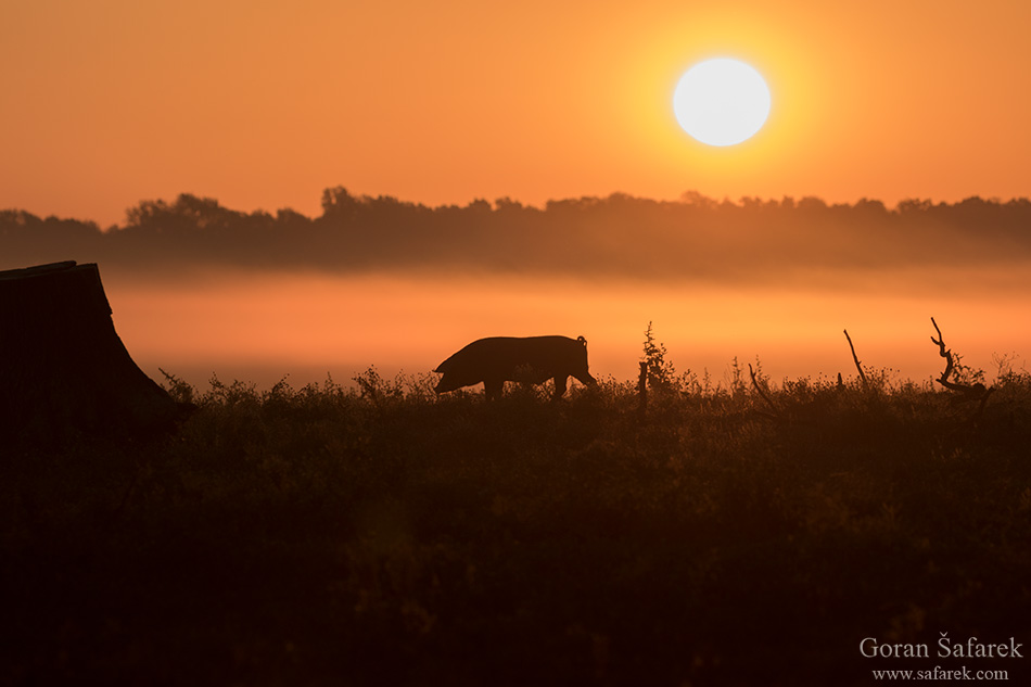 croatia, lonjsko polje, sava, zagreb, river, marsh, nature, pigs, sunrise