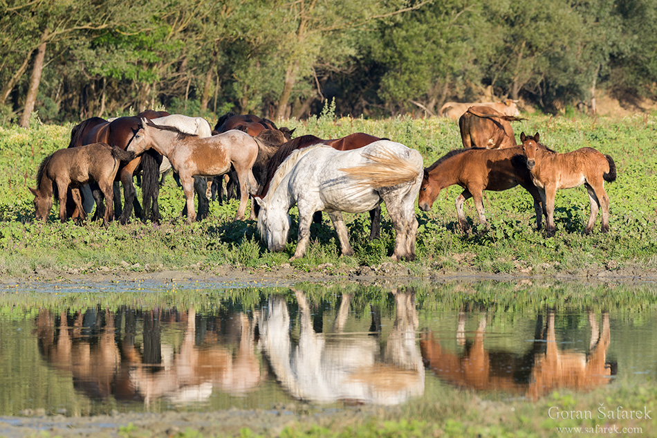 croatia, lonjsko polje, sava, zagreb, river, marsh, nature, horses