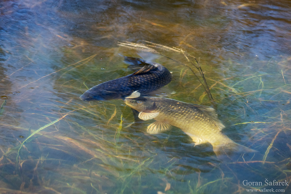 croatia, lonjsko polje, sava, zagreb, river, marsh, nature, spawn, fish, looded forest