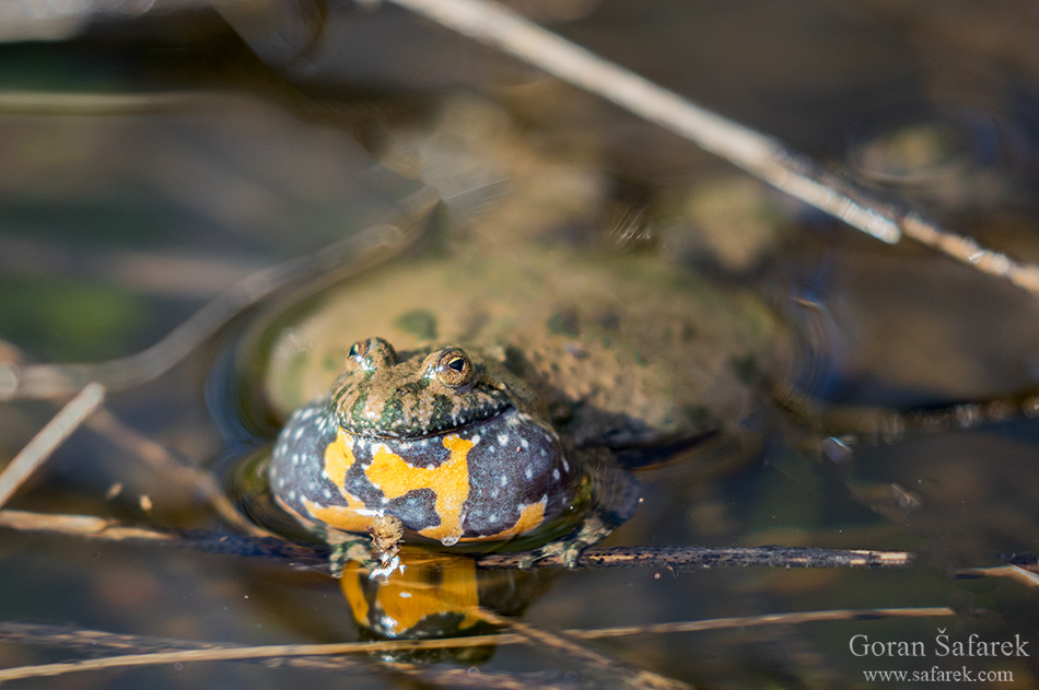 croatia, lonjsko polje, sava, zagreb, river, marsh, nature, The fire-bellied toad, bombina