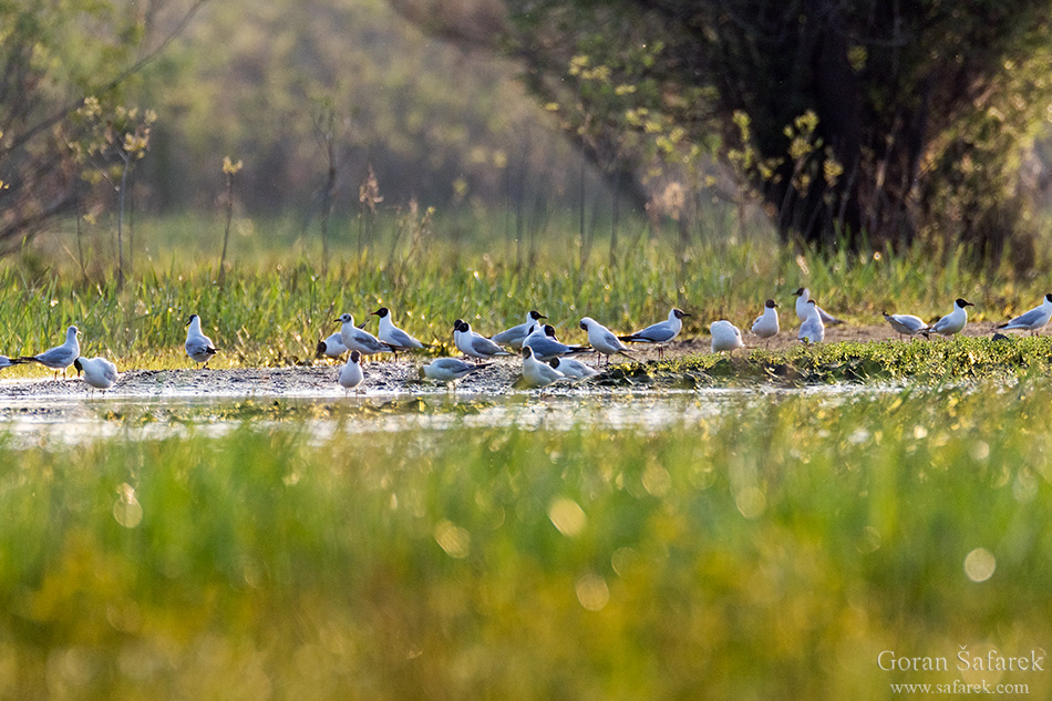 Gulls, croatia, lonjsko polje, sava, zagreb, river, marsh, nature,