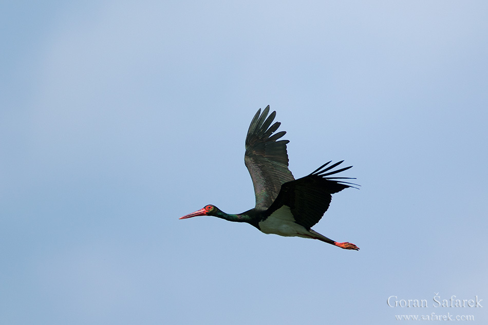 croatia, lonjsko polje, sava, zagreb, river, marsh, nature, black stork