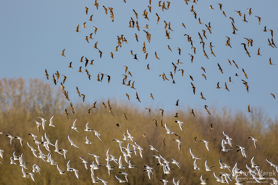 croatia, lonjsko polje, sava, zagreb, river, marsh, nature, migration, birds