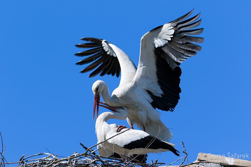 croatia, lonjsko polje, sava, zagreb, river, marsh, nature, mating, white stork