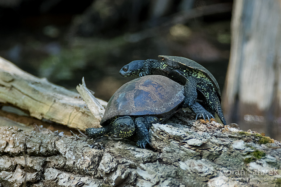 croatia, lonjsko polje, sava, zagreb, river, marsh, nature, turtle, pond