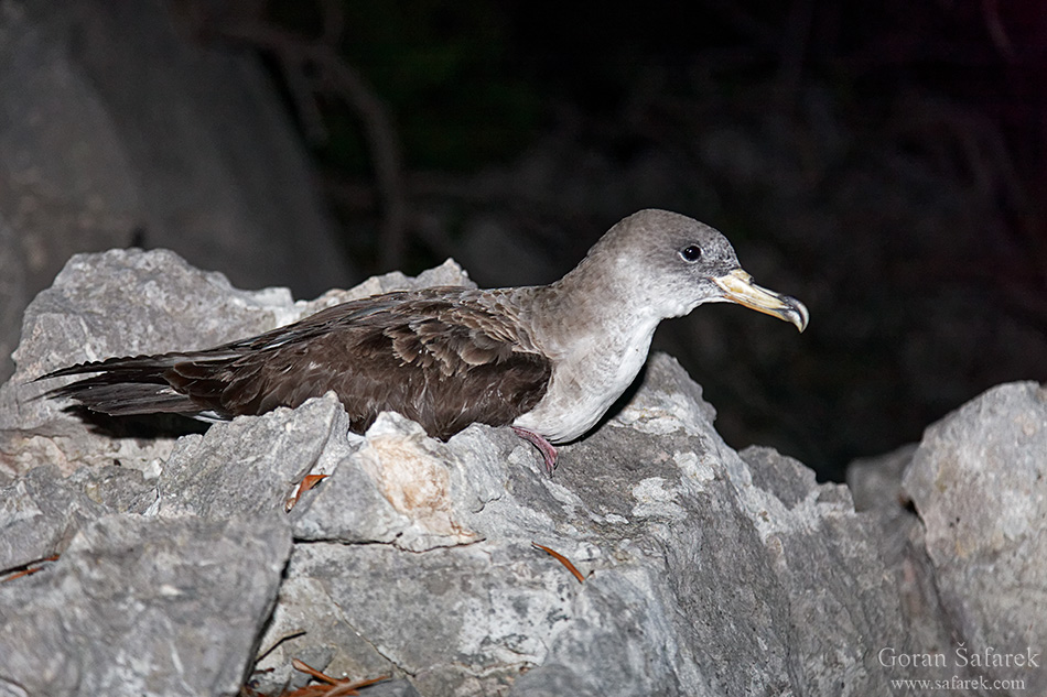 adriatic sea, coast, sea, Mediterranean, coastline, limestone, karst, Adriatic, seashore, sea, Hrvatska, Croatia, Kroatien, holidays, vacation, travel, tourism, Europe, island, Palagruža, animals, birds, Scopoli's shearwater, Calonectris diomedea