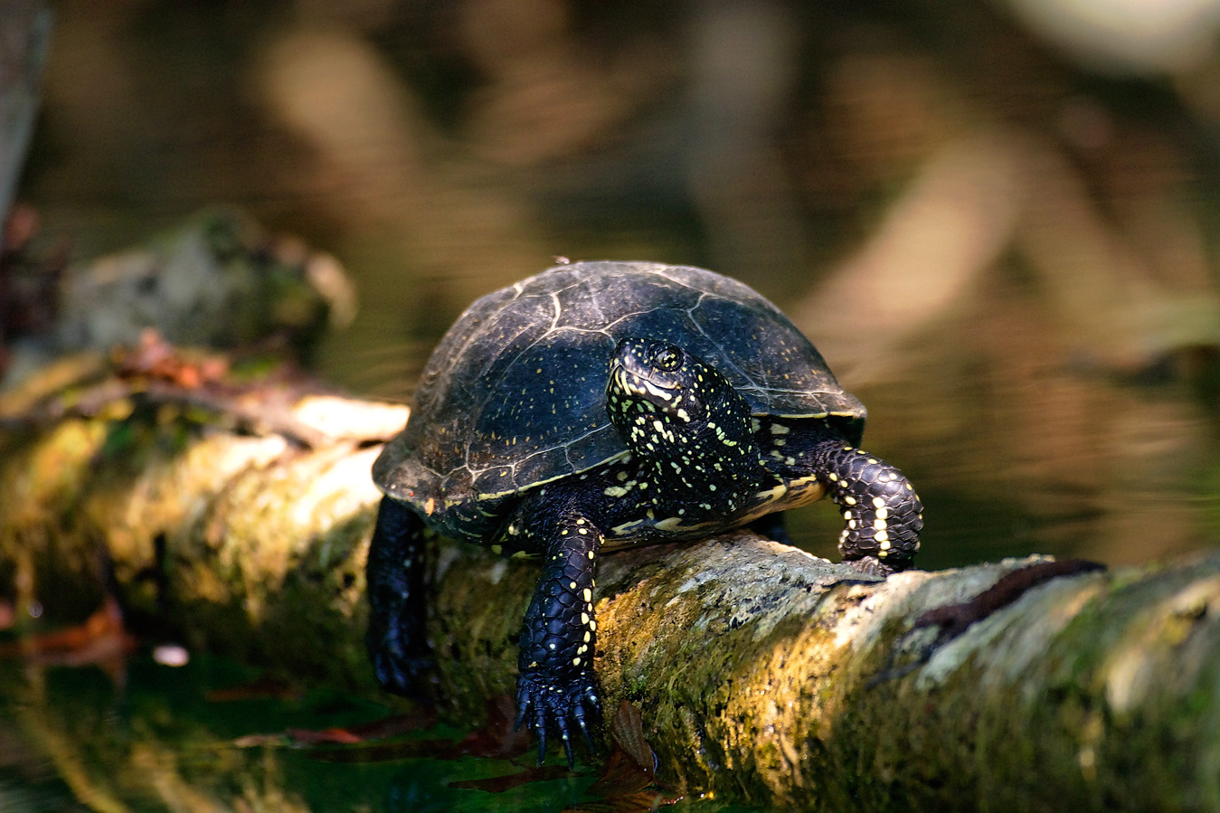 mrežnica, mreznica, river, karlovac, canyon, waterfalls, croatia, turtle