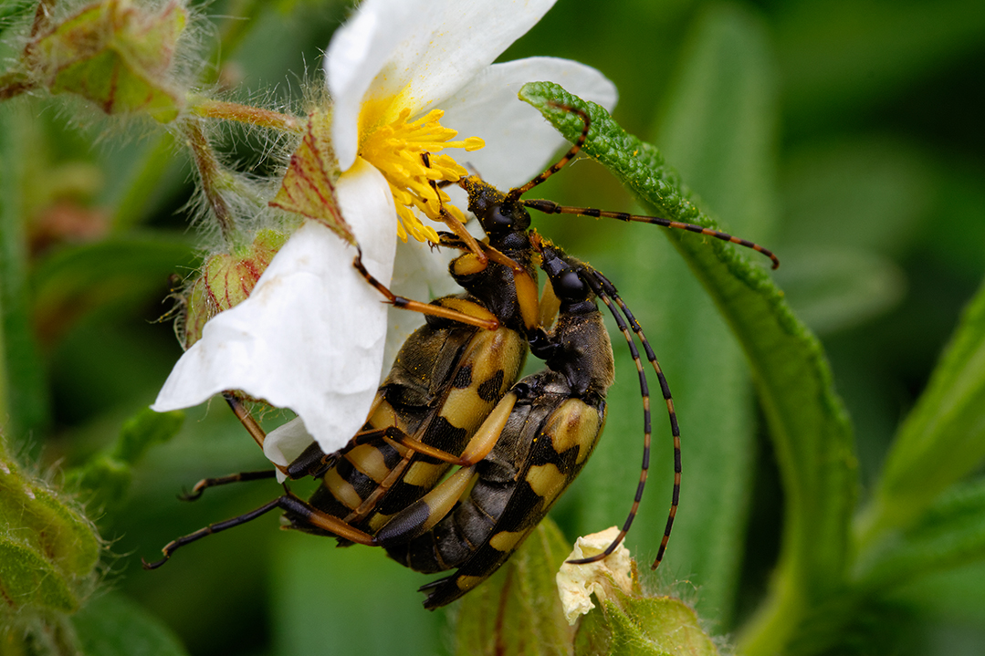 The longhorn beetles, croatia, sea, brijuni, istra, croatia, national park, coast, adriatic, 