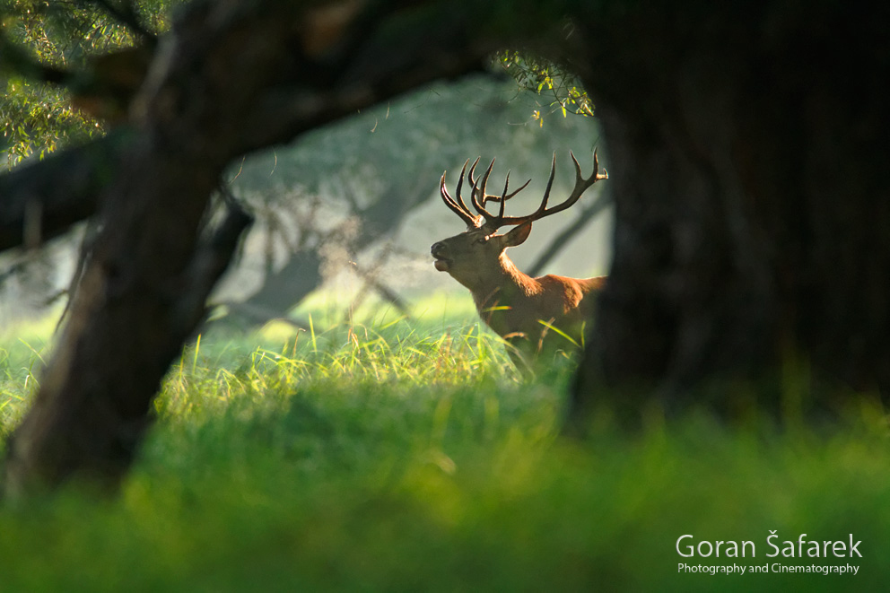 deer, rut, roar, baranja, kopački rit, kopacki rit, croatia, wetland,floodplain,danube, nature