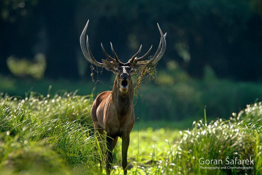 deer, rut, roar, baranja, kopački rit, kopacki rit, croatia, wetland,floodplain,danube, nature