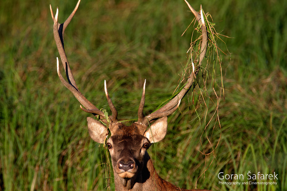 deer, rut, roar, baranja, kopački rit, kopacki rit, croatia, wetland,floodplain,danube, nature