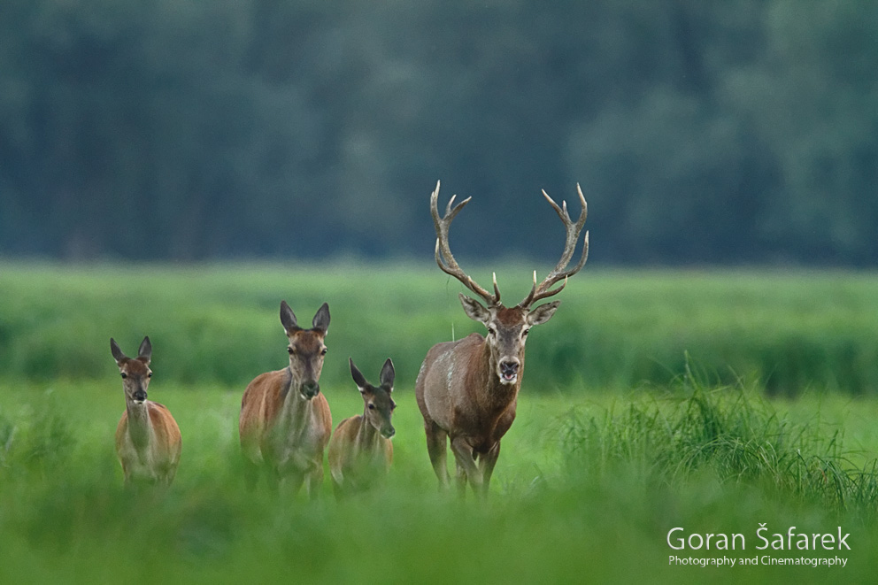 kopački rit, deer, baranja, danube