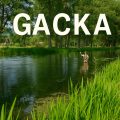 Gacka