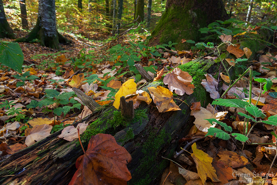 plitvice lakes, plitvička jezera, autumn, fall, waterfall, national park, croatia, lika,leaves