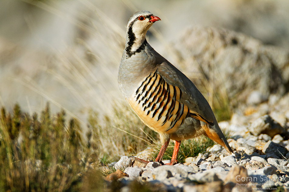 birdwatching, birding, croatia, birds, The rock partridge, Alectoris graeca