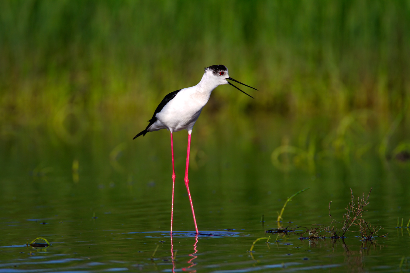 birdwatching, birding, croatia, birdst, The black-winged stilt, Himantopus himantopus