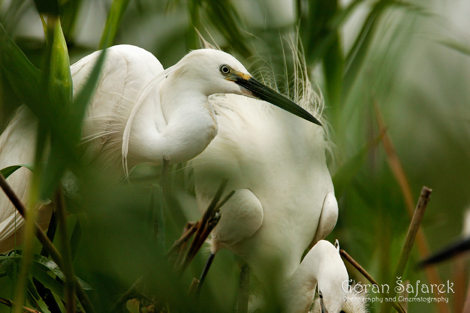 birdwatching, birding, croatia, birds, ringing, ornithology, krapje đol, lojsko polje