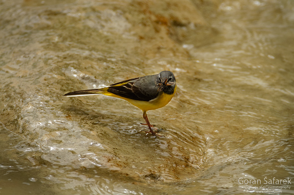 Kotli, istra, istria, croatia, village, river,watermill,rapids, waterfall, The grey wagtail, Motacilla cinerea