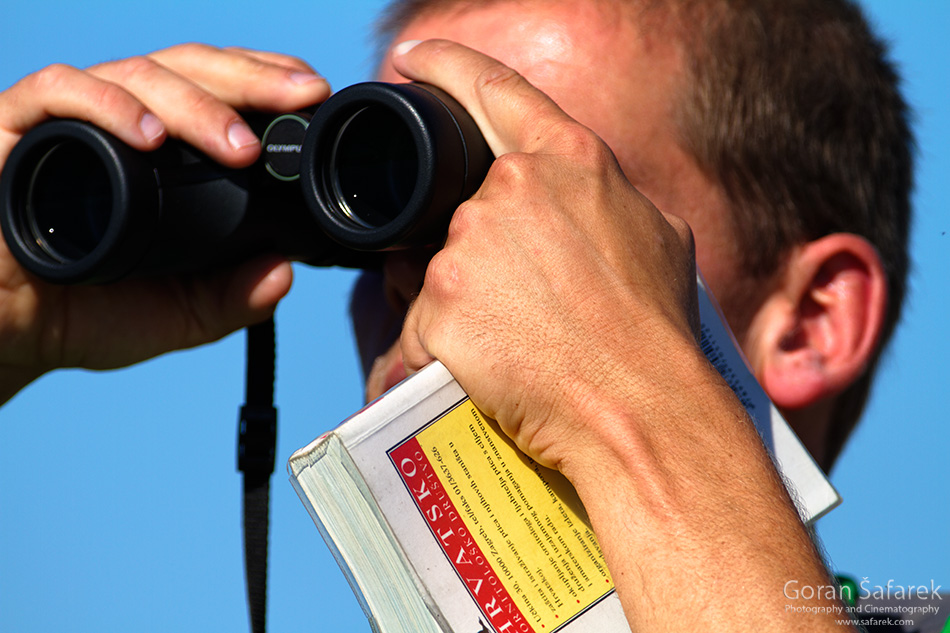 birdwatching, birding, croatia, birds