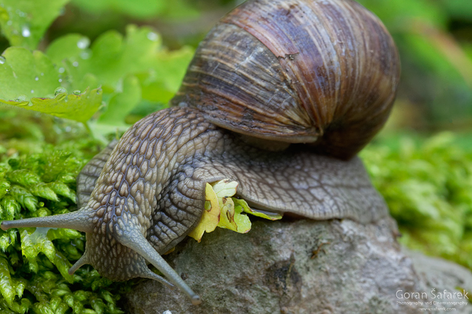 Kotli, istra, istria, croatia, village, river snail, helix pomatia