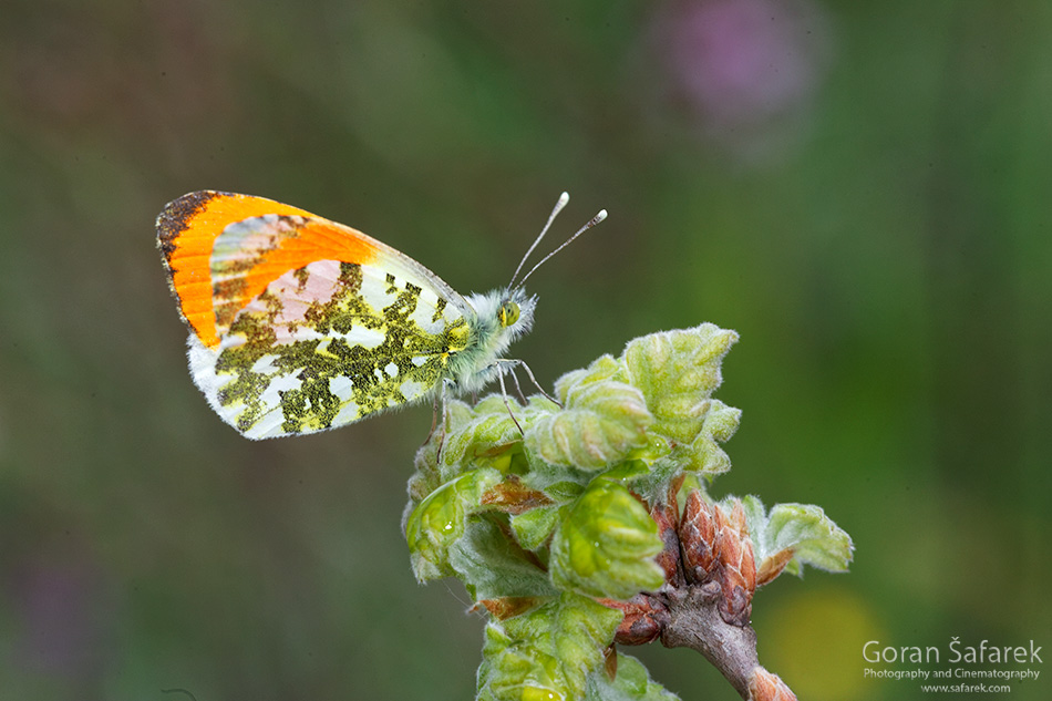 Kotli, istra, istria, croatia, village, river,butterfly