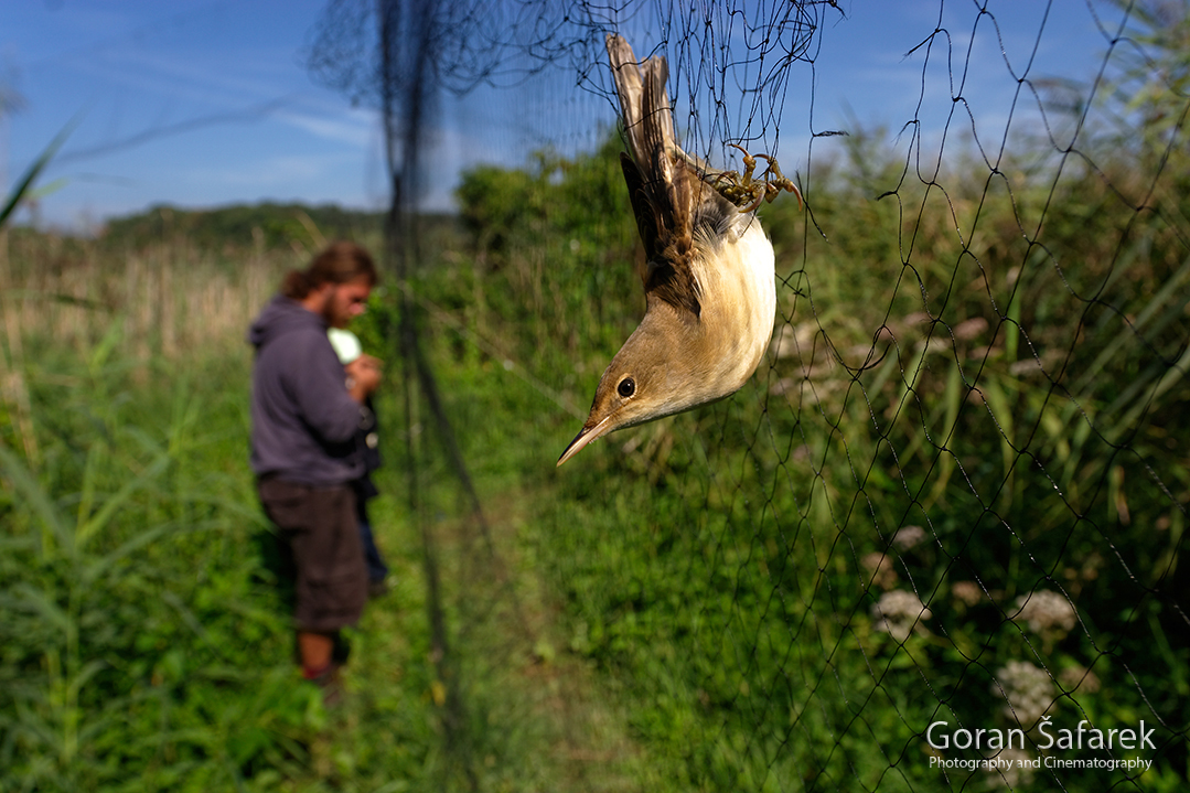 birdwatching, birding, croatia, birds, ringing, ornithology