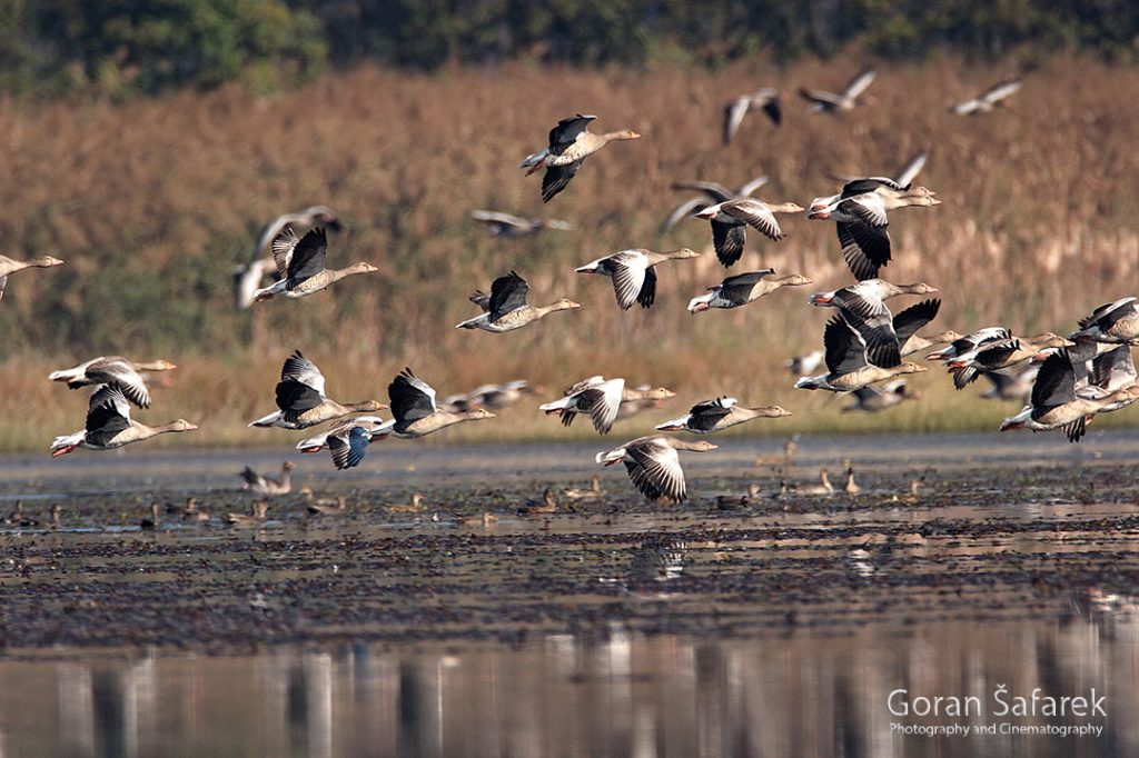 crna mlaka, fish pond, ramsar, wetland, birds,
