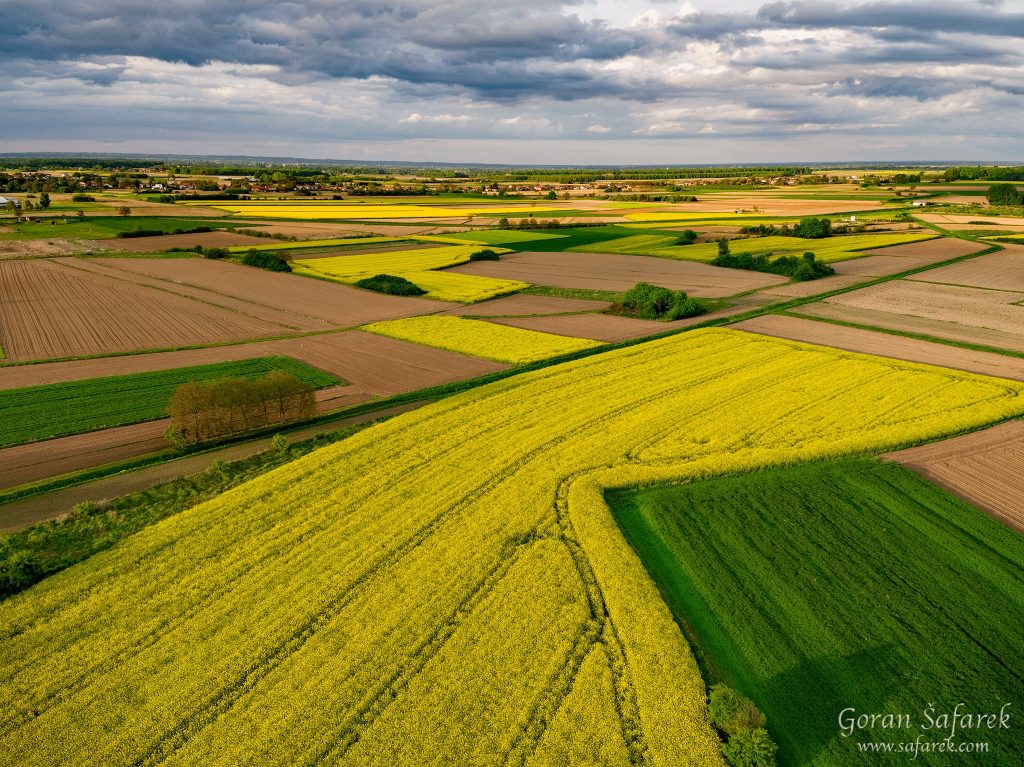 rapeseed, crops, croatia, field agriculture, yellow, flowers, aerial