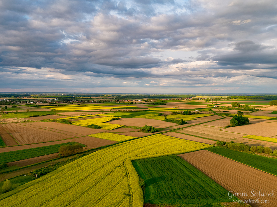 rapeseed, crops, croatia, field agriculture, yellow, flowers, aerial