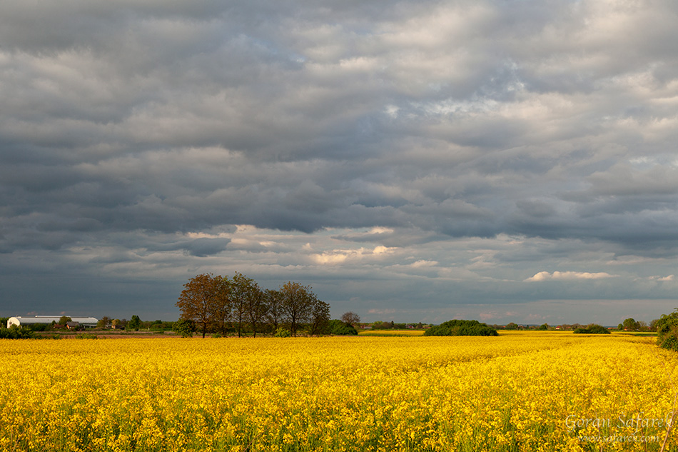 rapeseed, crops, croatia, field agriculture, yellow, flowers