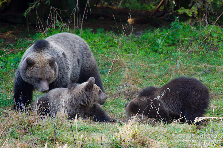 Are there dangerous animals in Croatia? - Explore Croatia