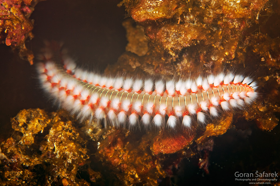 is croatia safe to travel, safety, bearded fireworm
