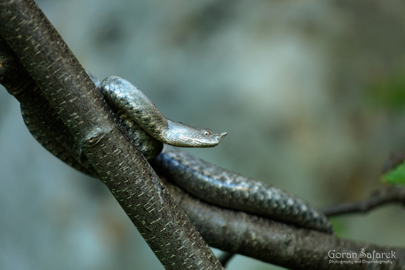 the horned viper