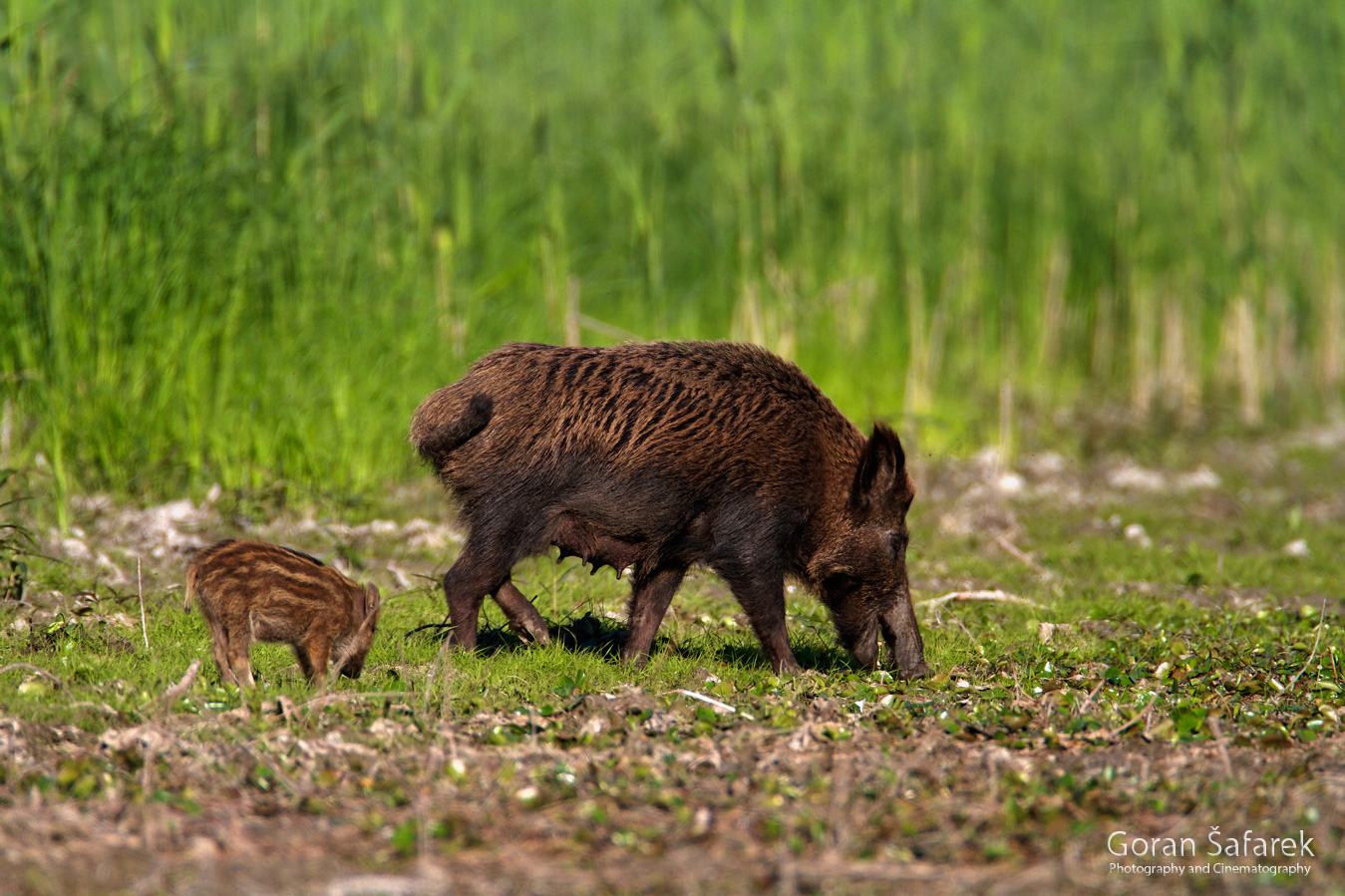 The wild boar