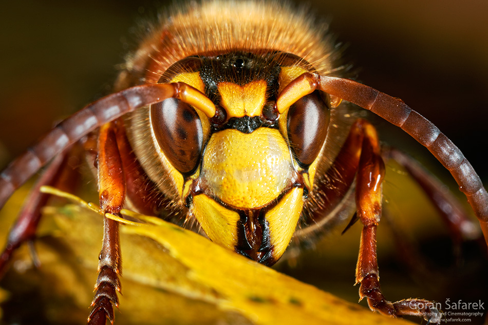 hornet, dangerous animals in croatia, 