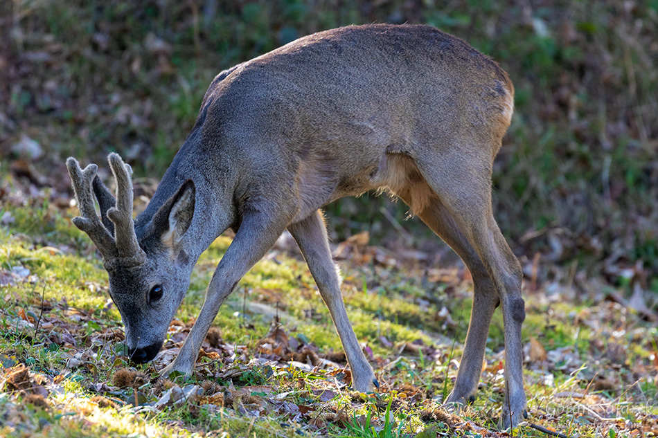 podravina, croatia, roe deer, buck