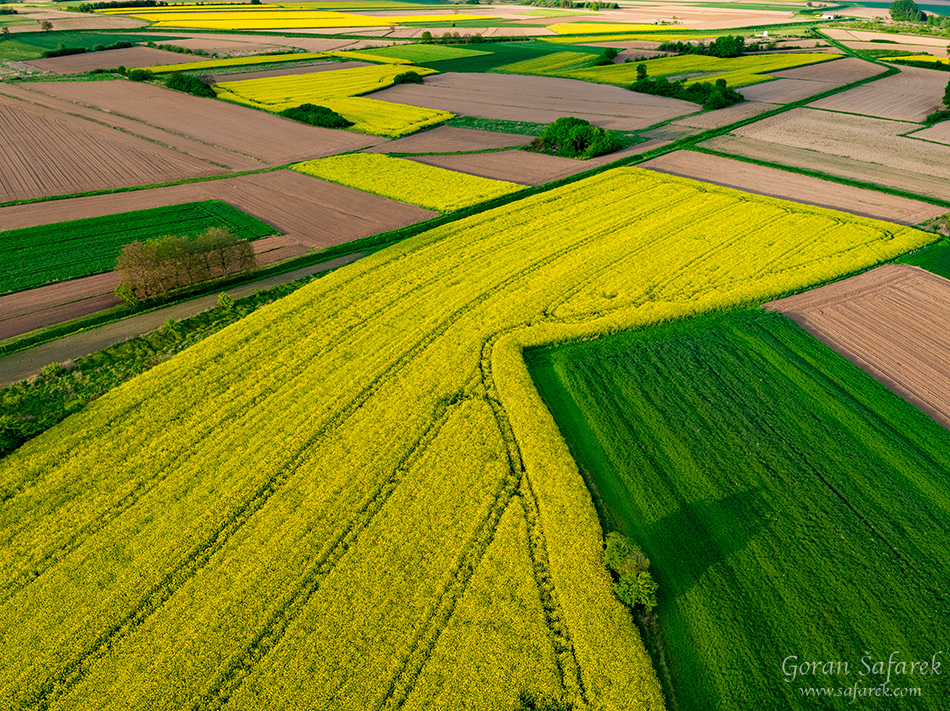 podravina, croatia,rapeseed