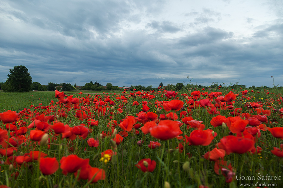 podravina, croatia, poppy