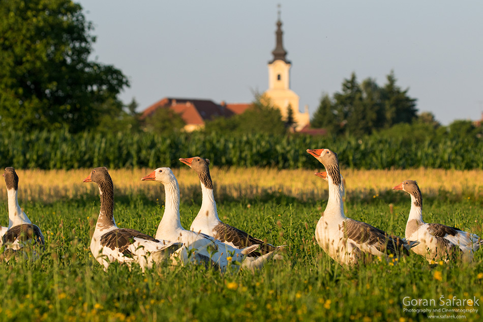 podravina, croatia