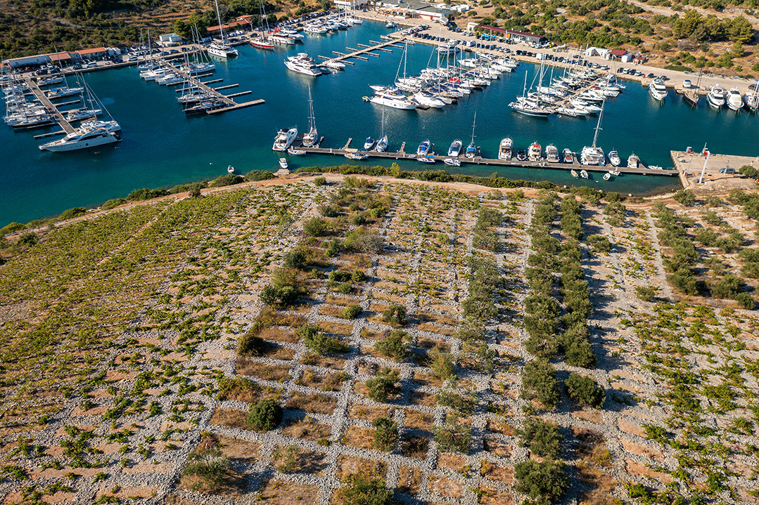 primosten, primošten, croatia, adriatic sea, dalmatia, adriatic coast, vineyard, primosten vineyard