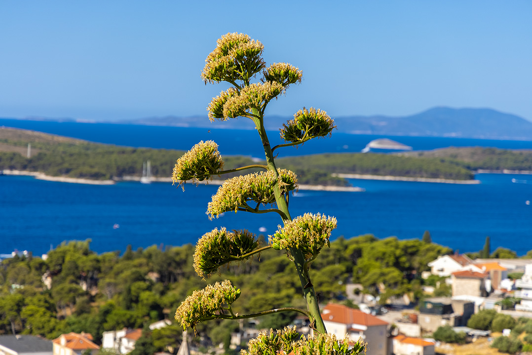 hvar town, hvar island, croatia, adriatic coast, adriatic sea