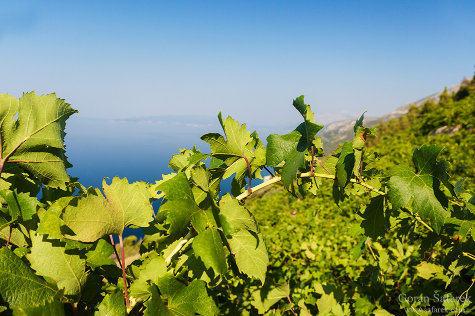 peljesac, croatia, adriatic sea, adriatic coast, pelješac, vineyard