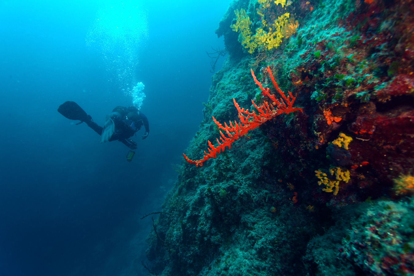 pag, croatia, diving