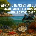 Adriatic beaches wildlife